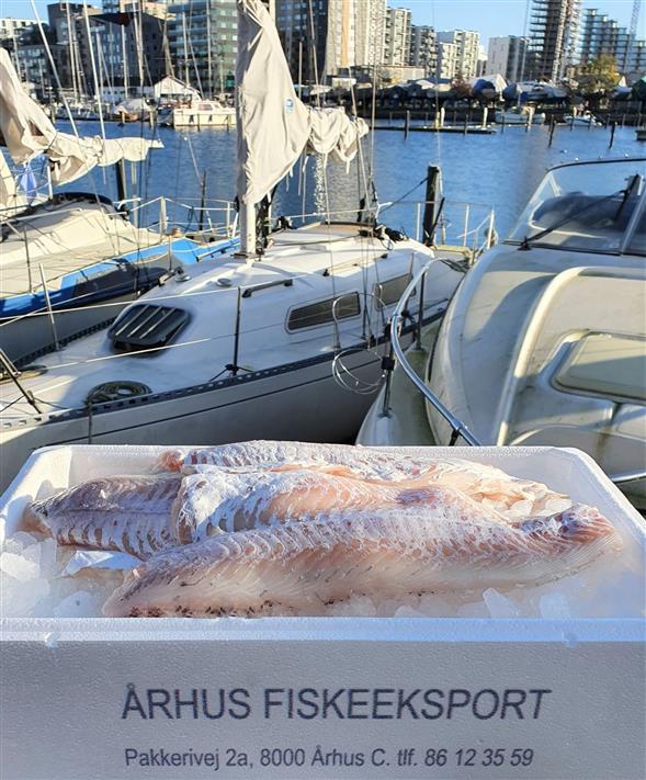 JA TAK - VI HAR KULLER 🐟😍