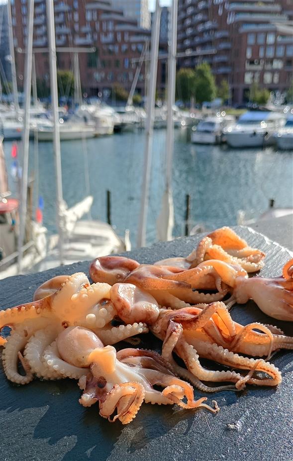🍤 ja tak PIL SELV REJER eller BABY BLÆKSPRUTTE 🍤